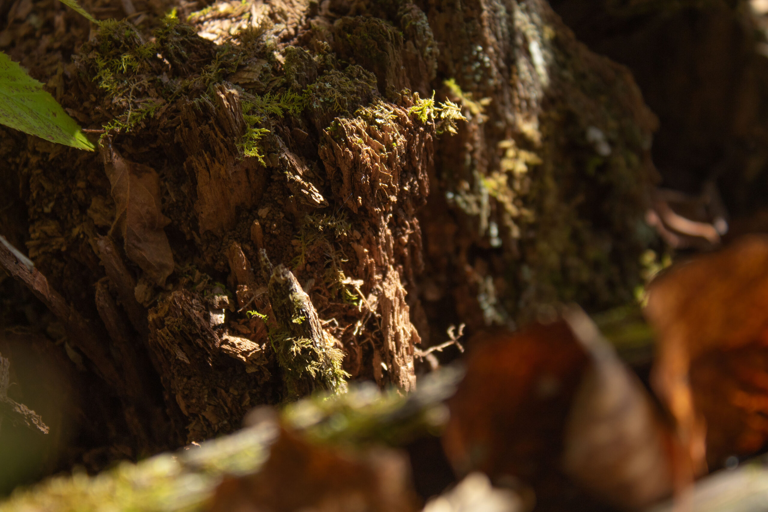 Nature Photos